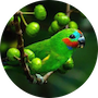 fig-parrot